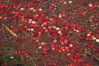 Endüstriyel hasat sırasında sudaki kızılcıkların yakın çekimi