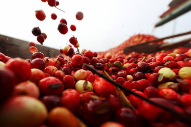 Karavanda toplanan yaban mersinlerini yakından çek.