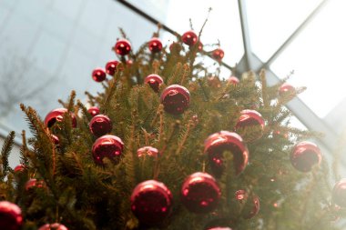 Yakın plan, kırmızı topları olan yeşil Noel ağacı