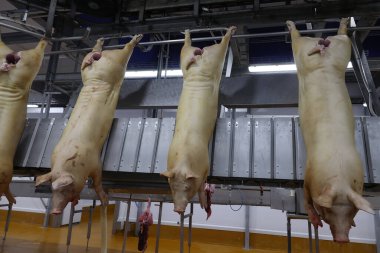 Domuz leşi kesim hattı. Et üretim tesisi