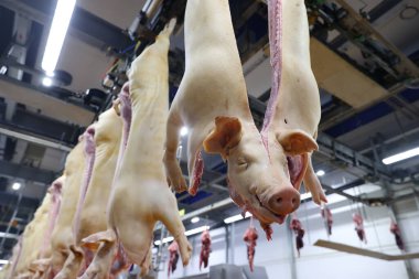 Domuz leşi kesim hattı. Et üretim tesisi