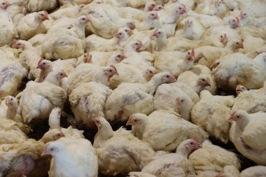 Et üretim fabrikası - ızgara tavuklar.