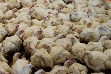 Tavuklar çiftlikte yetişir. Izgara Tavuk Fabrikası