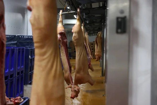 肉生産 豚の死体切断ライン — ストック写真