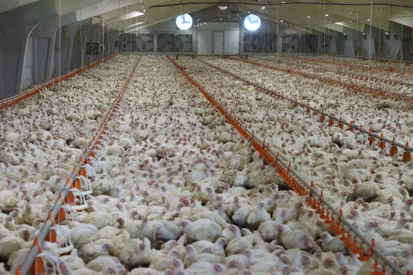 Et üretim fabrikası - ızgara tavuklar.