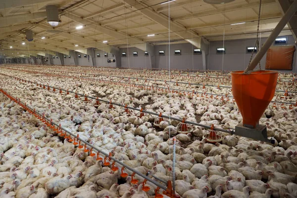 Tavuklar çiftlikte yetişir. Izgara Tavuk Fabrikası