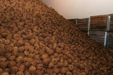 Sebze deposunda kocaman bir şeker pancarı dağı.