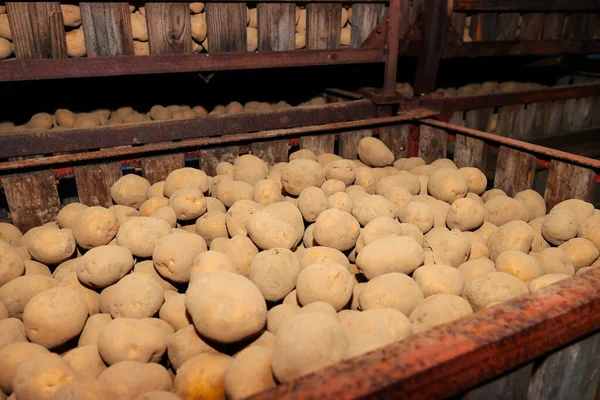 Potatoes in boxes in the vegetable storage