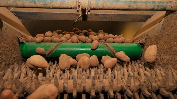 Sebze deposunda patates ayıklıyorum.