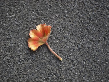 yerde kırmızı narin yaprak