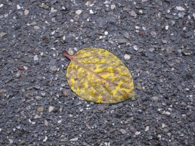 sert zemin narin yaprak