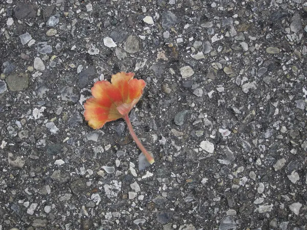 Delicada folha vermelha no chão — Fotografia de Stock