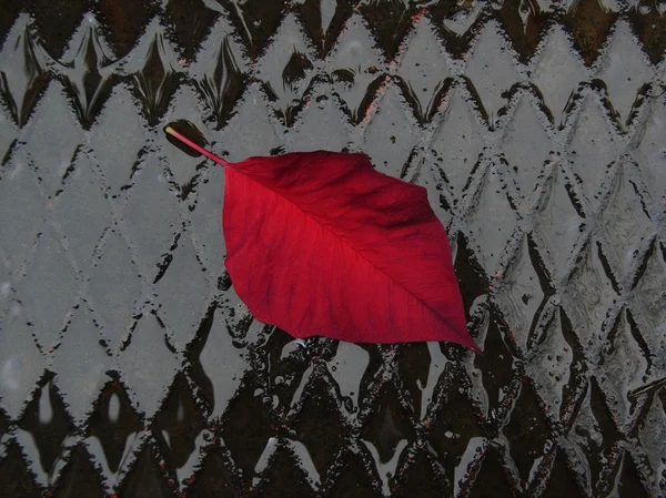 Jemný červený list na hrubých plechů — Stock fotografie