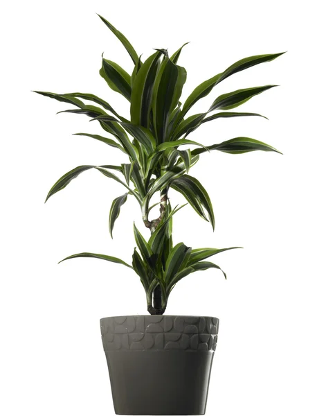 bitki dracena