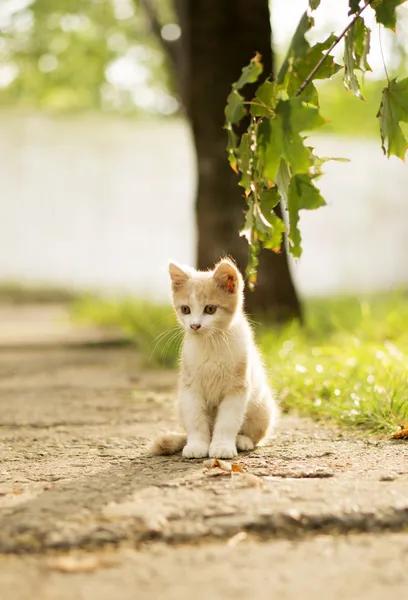 küçük bir kedi