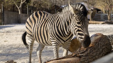 Yalnız zebra