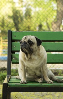bankta oturan küçük bir köpek