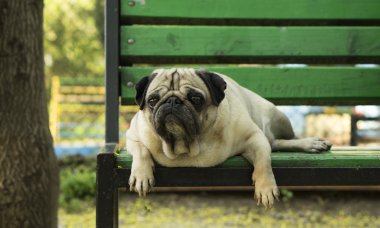 bankta oturan küçük bir köpek