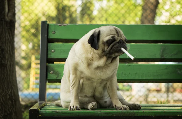 Un perrito sentado en el banco —  Fotos de Stock