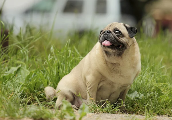 En hund som sitter på gräset — Stockfoto