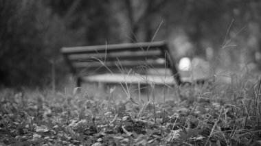 Parkta yalnız bir bank.