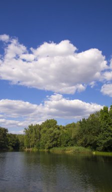Yaz Ormanı Manzarası