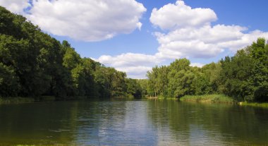 Yaz Ormanı Manzarası