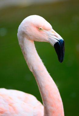 pembe flamingo
