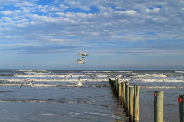 Gaivotas no quebra-mar — Fotografia de Stock