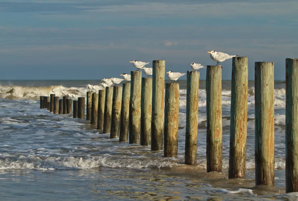 Mouettes sur le brise-lames — Photo