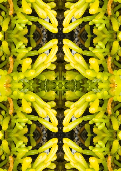 Symmetrical image nature — Stock Photo, Image