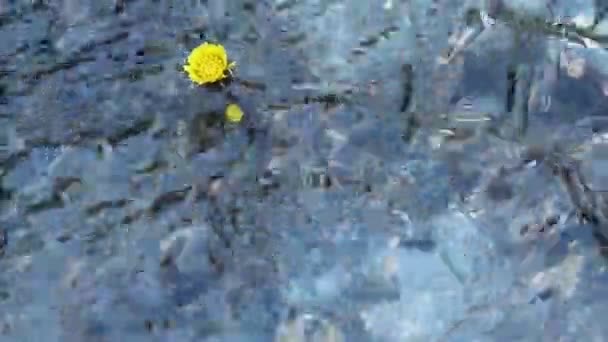Stroom van de rivier met gele bloem — Stockvideo