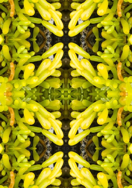 doğa simetrik görüntü