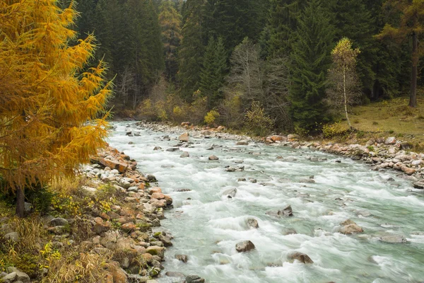 Dağ nehri ile sonbahar manzarası