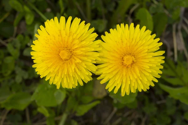 karahindiba sarı çiçek