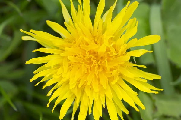 Karahindiba çiçeği