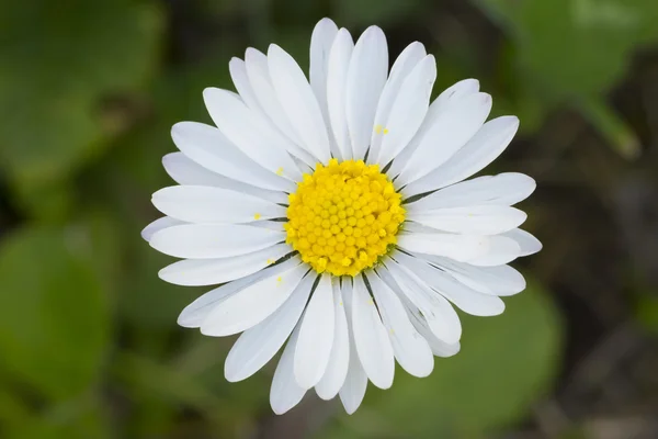 Daisy closeup — Stock Photo, Image