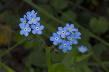 Unut beni değil makro