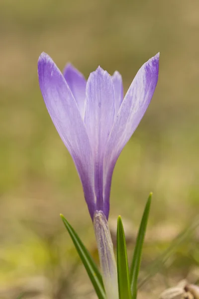 Çiğdem çiçek arka plan