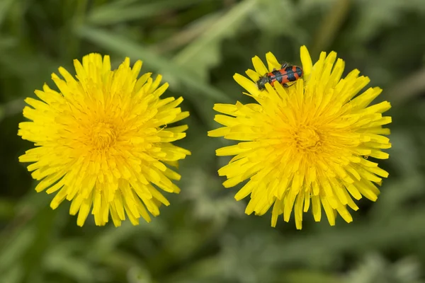 Dandelion flower with an insect, macro — Stock Photo, Image