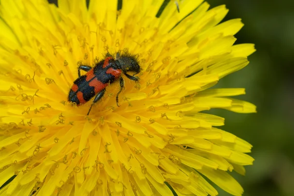 Karahindiba çiçek ile bir böcek makro