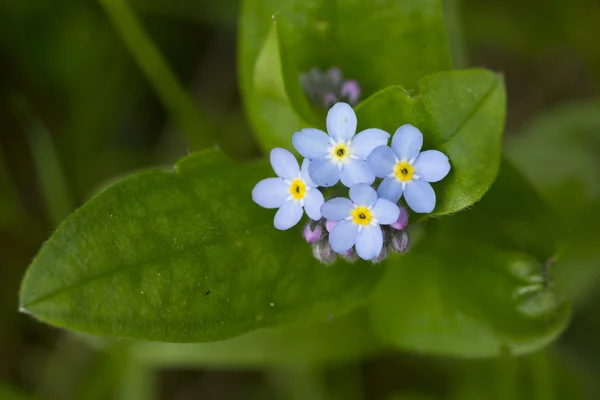 Unut beni değil makro