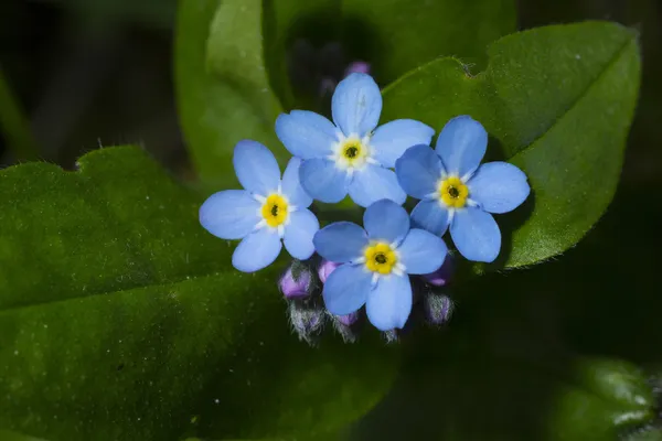 Unut beni değil makro
