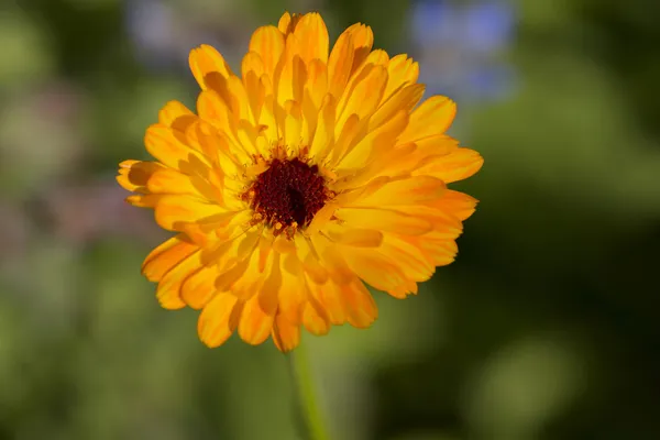 Marigold çiçek makro (calendula officinalis)
