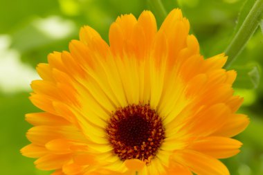 Marigold çiçek makro (calendula officinalis)
