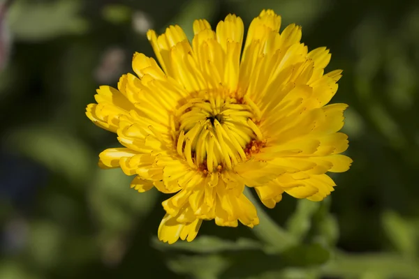 Marigold çiçek makro (calendula officinalis)