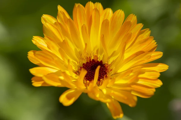 Marigold flower macro (calendula officinalis) — Stock Photo, Image