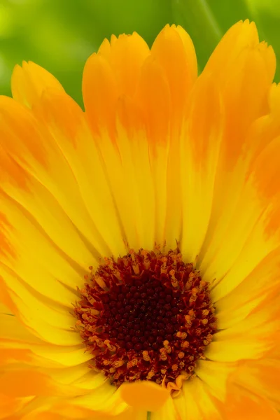 Marigold çiçek makro (calendula officinalis)