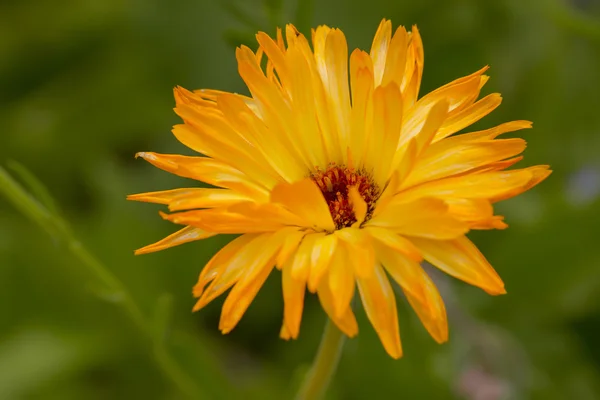 Makro květ měsíčku lékařského (calendula officinalis) Stock Obrázky