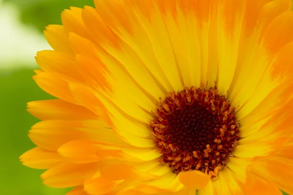 Macro fleur de souci (calendula officinalis) ) Images De Stock Libres De Droits